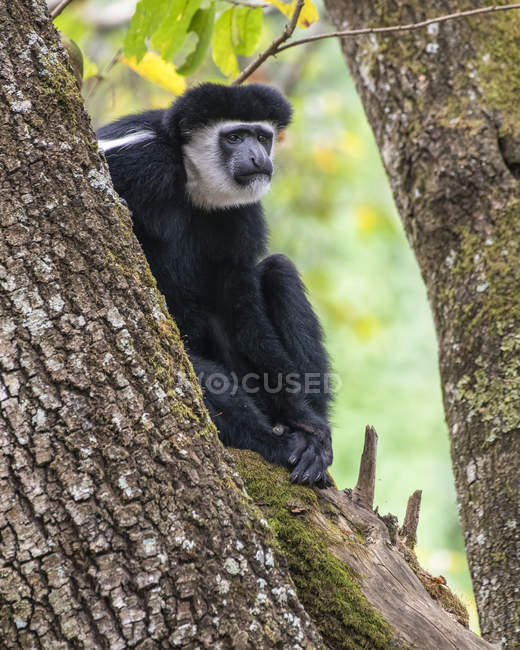 Macaco Colobus preto-e-branco (Colobus guereza) sentado em uma árvore no Ngare Sero Mountain Lodge, perto de Arusha; Tanzânia — Fotografia de Stock