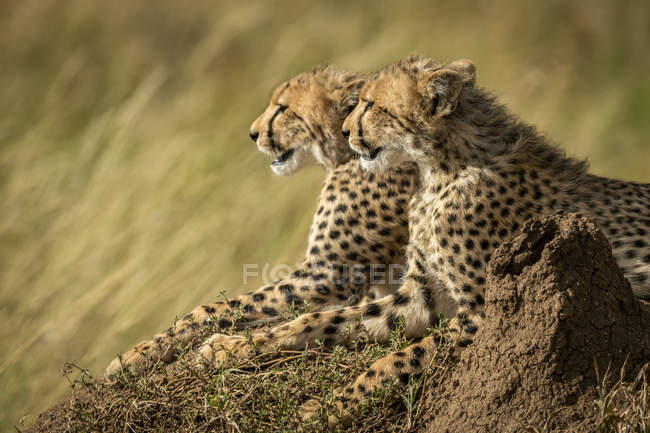 Closeup view of majestic cheetahs in wild nature — Stock Photo