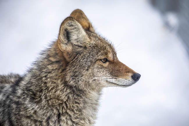 Portrait eines ausgewachsenen Kojoten (canis latrans), in Gefangenschaft im alaska Wildlife Conservation Center im Winter; Portage, alaska, Vereinigte Staaten von Amerika — Stockfoto