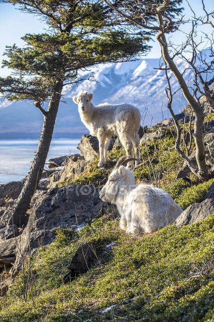 Dall sheep ewes in wild nature in winter at Chugach Mountains, Alaska, United States of America — Stock Photo