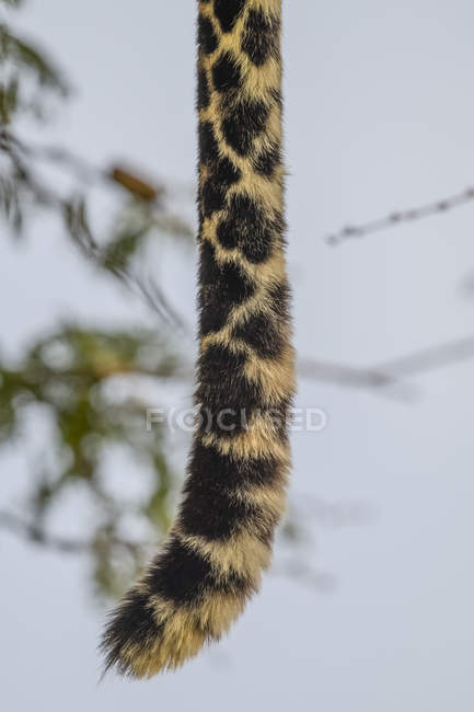 Vista de cerca de la cola de leopardo, fondo borroso - foto de stock