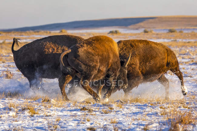 Три бізони (Бізон) виявляють агресію в полі зі снігом; Денвер, Колорадо, Сполучені Штати Америки. — стокове фото