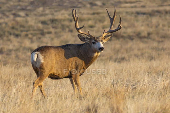 Ciervo u Odocoileus hemionus buck de pie en un campo de hierba, Denver, Colorado, Estados Unidos de América - foto de stock
