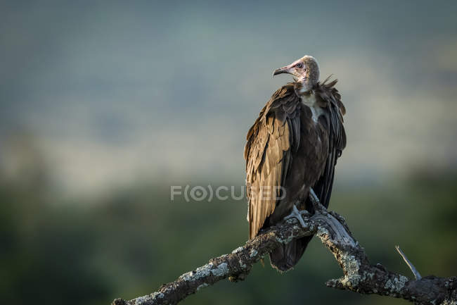 Hooded vulture (Necrosyrtes monachus) on dead tree facing left, Serengeti National Park; Tanzania — Stock Photo