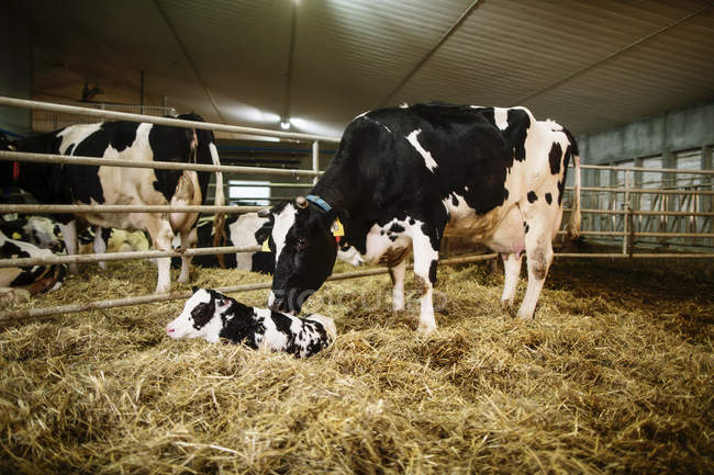 Гольштейнская корова с новорожденным теленком в ручке на роботизированной молочной ферме, к северу от Эдмонтона; Альберта, Канада — стоковое фото