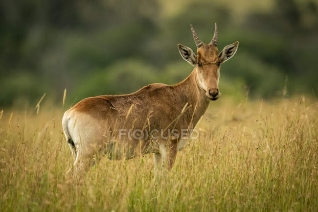 Landschaftlich reizvoller Blick auf schöne Wildtiere in wilder Natur — Stockfoto