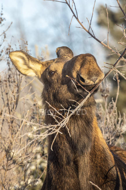 Cow moose (Alces alces) feeding on twigs and bark in winter, South-central Alaska; Anchorage, Alaska, United States of America — Stock Photo