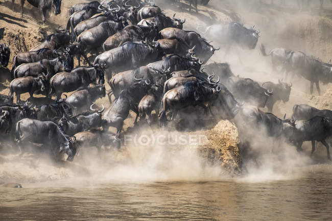 Vista panoramica di maestosi gnu blu che attraversano il fiume in una natura selvaggia — Foto stock
