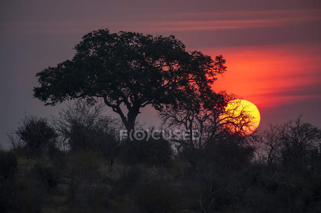 Pôr do sol atrás das árvores no Parque Nacional de Ruaha, na Tanzânia — Fotografia de Stock