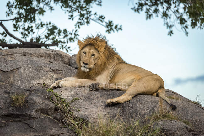 Majestoso leão macho na natureza selvagem deitado na rocha — Fotografia de Stock