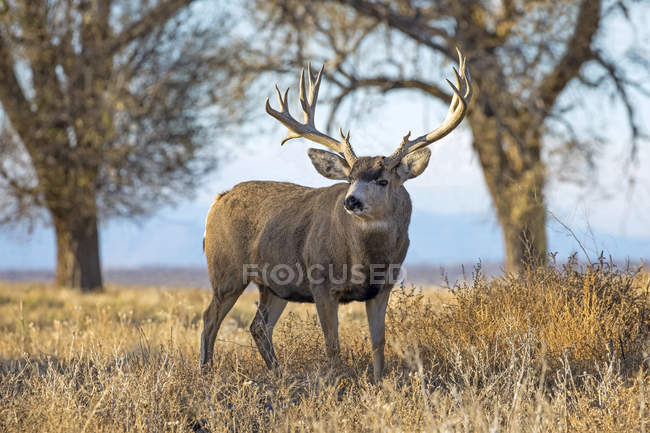 Mule deer or Odocoileus hemionus buck standing in a grass field at sunset, Denver, Colorado, United States of America — стокове фото