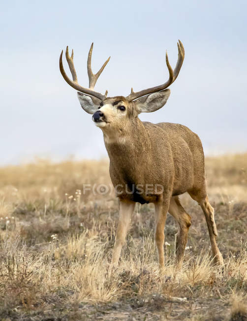 Mule deer buck u Odocoileus hemionus de pie en un campo de césped, Denver, Colorado, Estados Unidos de América. - foto de stock