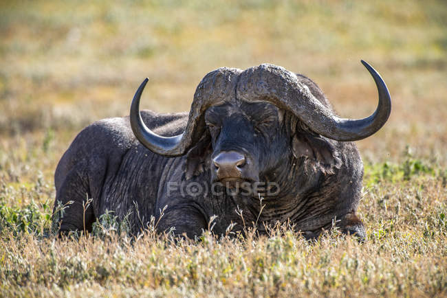 Великий самець африканський буффало (Syncerus caffer) відпочиває на короткій траві в кратері Нгоронгоро (Ngorongoro Conservation Area) в Танзанії. — стокове фото