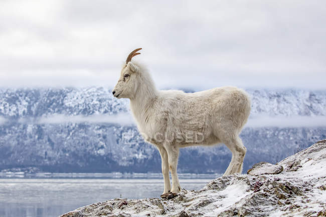 Bella e maestosa pecora dall pecora in natura selvaggia in inverno, Montagne Chugach, Alaska, Stati Uniti d'America — Foto stock