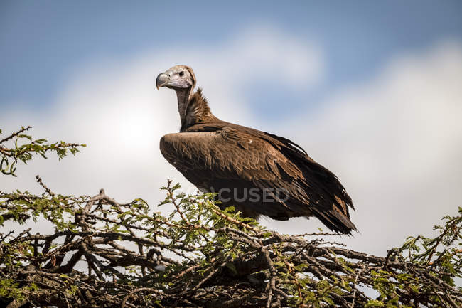 Avvoltoio dalla faccia appiccicosa (Torgos tracheliotos) su albero di spine con riflettore, Serengeti, Tanzania — Foto stock