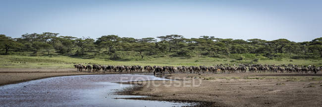 Vista panorámica del majestuoso ñus azul cruzando el río en la naturaleza salvaje - foto de stock
