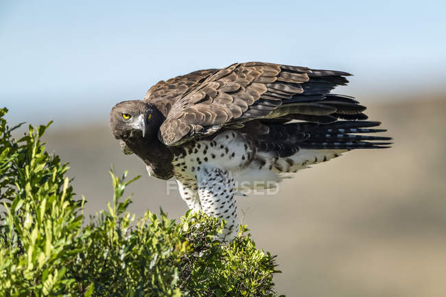 Бойовий орел (Polemaetus bellicosus) розташований у листяному кущі (Серенгеті, Танзанія). — стокове фото