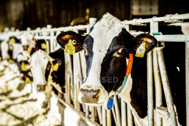 Holstein dairy cow with identification tags on their ears looking at the camera while standing in a row along a rail of a feeding station on a robotic dairy farm, North of Edmonton; Alberta, Canada — Stock Photo