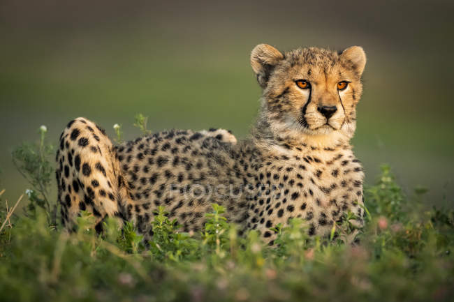 Closeup view of majestic cheetah in wild nature — Stock Photo