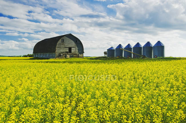 Field of bloom-stage canola with old barn and grain bins in the background: Tiger Hills, Manitoba, Canada — Stock Photo