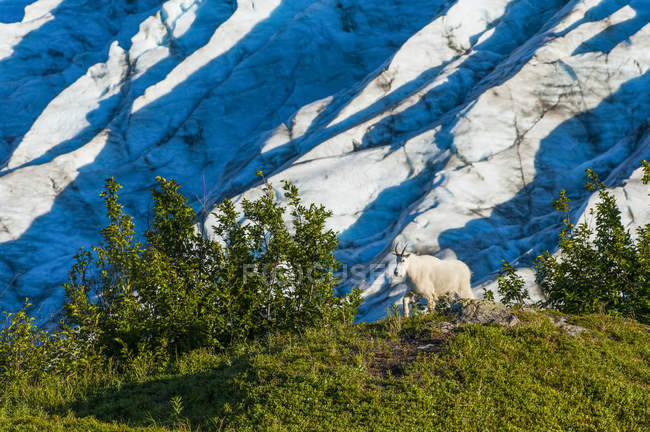 Vista panorâmica da cabra de montanha no Kenai Fjords National Park, Alaska, Estados Unidos da América — Fotografia de Stock