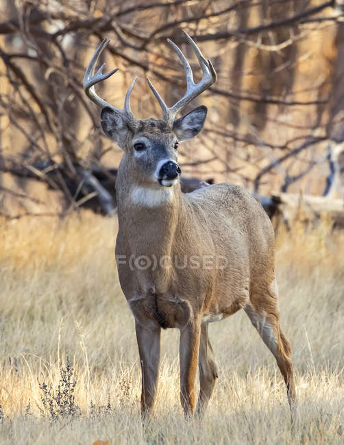 Білоспинний олень або Odocoileus virginianus buck стоячий на трав'яному полі, Денвер, Колорадо, США — стокове фото