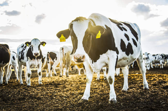 Curiose mucche Holstein che guardano la telecamera mentre si trovano in un'area recintata con etichette identificative nelle orecchie in un allevamento di latticini robotici, a nord di Edmonton; Alberta, Canada — Foto stock