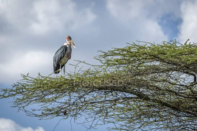 Marabou stork (Leptoptilos crumenifer) standing facing right on branch, Serengeti National Park; Tanzania — Stock Photo