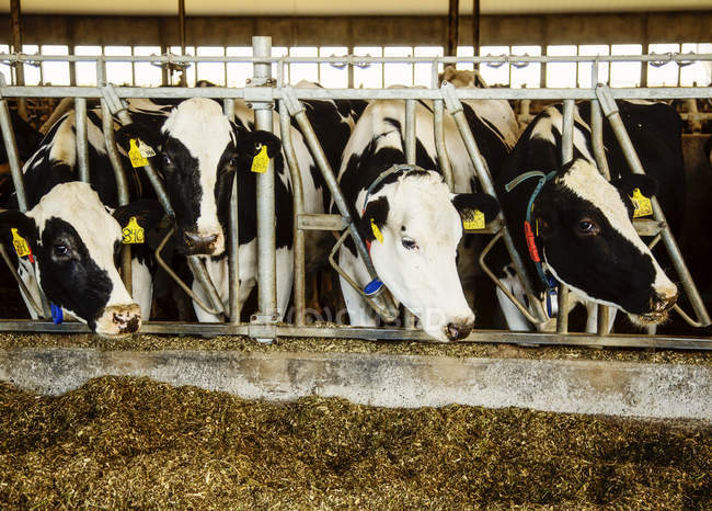 Holstein dairy cows with identification tags on their ears standing in a row along the rail of a feeding station on a robotic dairy farm, North of Edmonton; Alberta, Canada — Stock Photo