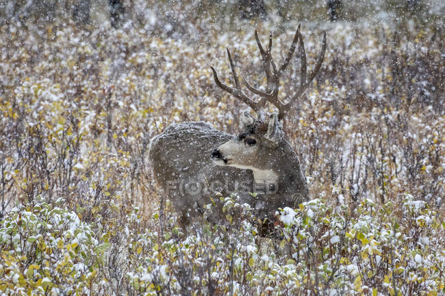 Mule deer (Odocoileus hemionus) buck lying down in the brush during a snowfall; Denver, Colorado, United States of America — Stock Photo