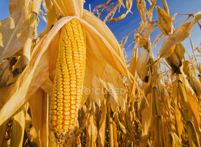 Close-up of mature, harvest-ready feed, grain corn, near Carey; Manitoba, Canada — Stock Photo