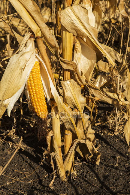 Высушенная и созревшая кукуруза во время сбора кормов для животных; Эдмонтон, Альберта, Канада — стоковое фото