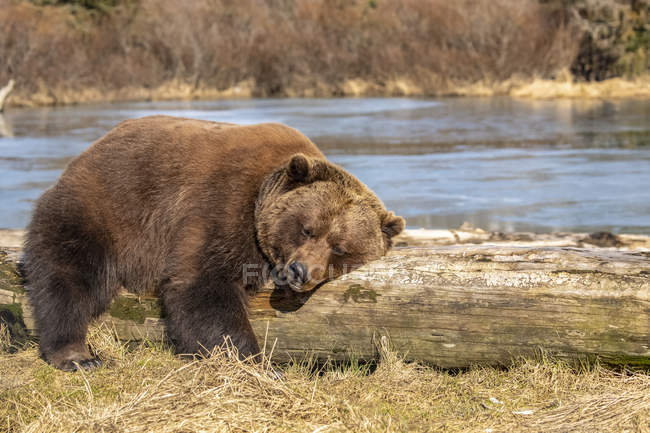 Женщина-бурый медведь или Ursus arctos отдыхает и спит на дровах в Центре охраны дикой природы Аляски с прудом на заднем плане, Юго-Центральная Аляска, Портаж, Соединенные Штаты Америки — стоковое фото