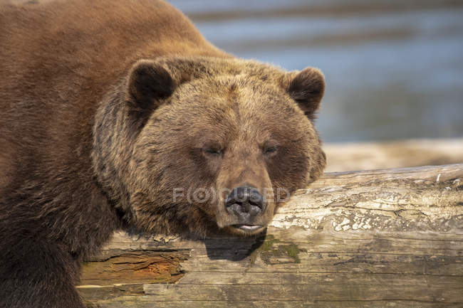 Braunbärin oder Ursus arctos ruht und schläft auf einem Treibholzstamm im alaska Wildschutzzentrum mit einem Teich im Hintergrund, Süd-Zentralalaska, Portage, Vereinigte Staaten von Amerika — Stockfoto