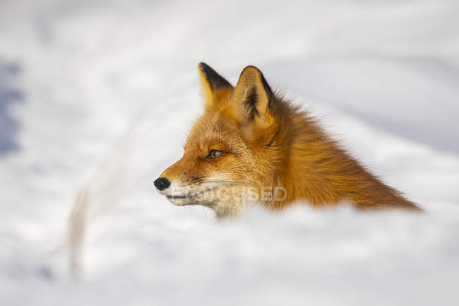 Schöner Rotfuchs mit majestätischem Fell im Winterschnee im Wald — Stockfoto