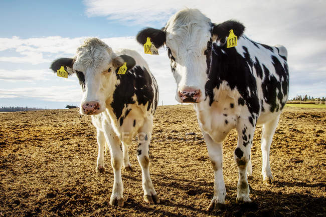 Dos vacas Holstein jóvenes miran curiosamente a la cámara mientras están de pie en un corral con etiquetas de identificación en sus oídos en una granja lechera robótica, al norte de Edmonton; Alberta, Canadá - foto de stock
