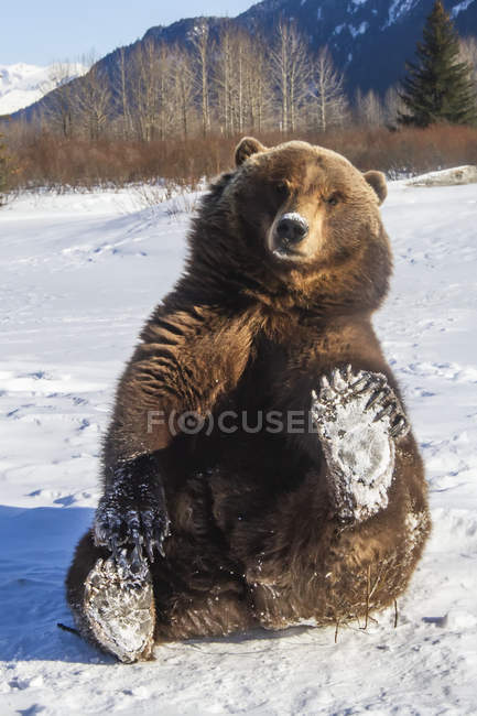 Oso pardo (Ursus arctos horribilis) sosteniendo la pata nevada y mirando a la cámara, cautivo. Alaska Wildlife Conservation Center; Portage, Alaska, Estados Unidos de América - foto de stock