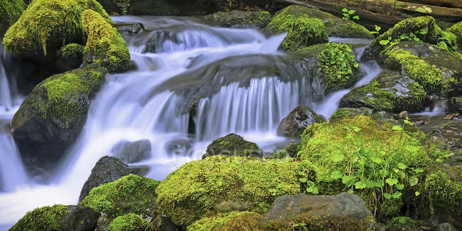 Moosbewachsene Felsen mit Kaskadenwasser, Denver, Colorado, Vereinigte Staaten von Amerika — Stockfoto