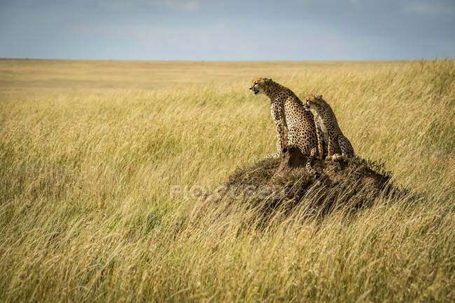 Vista de cerca de guepardos majestuosos en la naturaleza salvaje - foto de stock