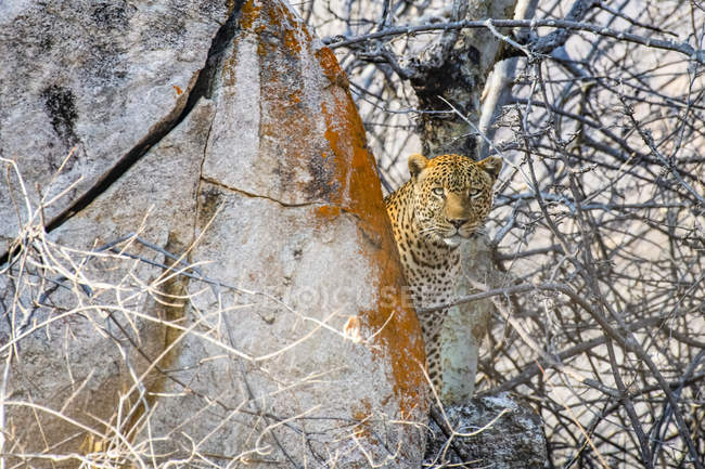 Vue panoramique du léopard majestueux dans la nature sauvage — Photo de stock