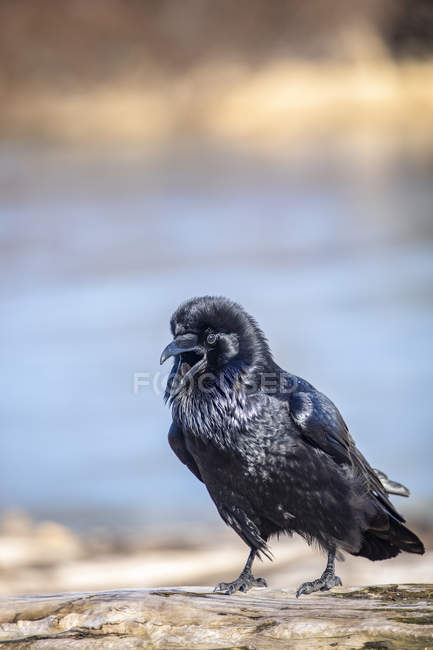 Raven with feathers shining in the sunlight, Portage Valley, South of Anchorage, Alaska, United States America — стоковое фото