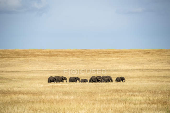 Schöne graue afrikanische Elefanten in wilder Natur auf dem Feld, Serengeti-Nationalpark; Tansania — Stockfoto
