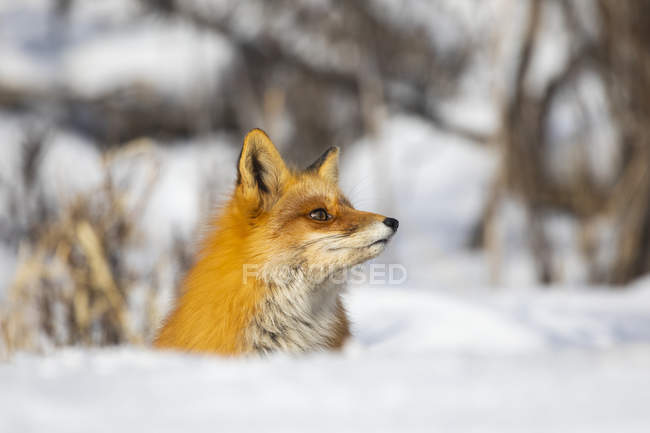 Hermoso zorro rojo con piel majestuosa en invierno nieve en el bosque - foto de stock