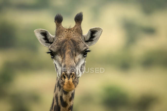 Blick auf Masai-Giraffe in wildem Naturschutzgebiet — Stockfoto