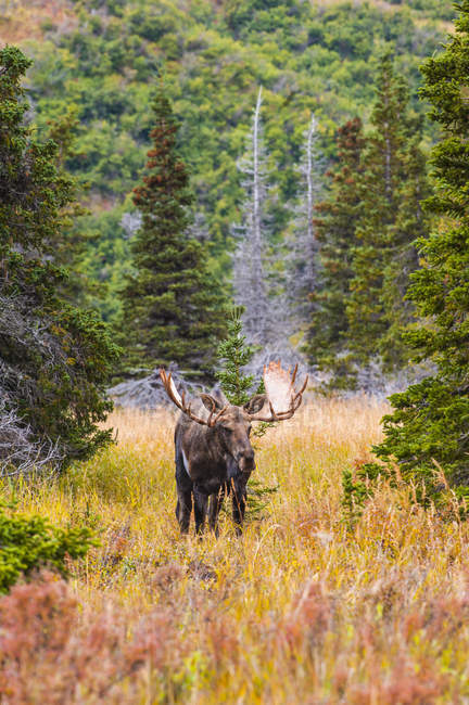 Мальовничий вид на величний бик лося в дикій природі, Chugach State Park, Аляска, Сполучені Штати Америки — стокове фото