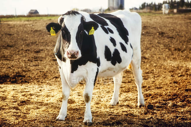 Holstein cow standing in a fenced area with identification tags in it's ears and farm structures in the background on a robotic dairy farm, North of Edmonton; Alberta, Canada — Stock Photo