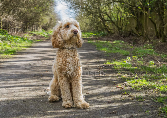 Ritratto di un cane doodle dorato seduto su un sentiero; South Shields, Tyne and Wear, Inghilterra — Foto stock
