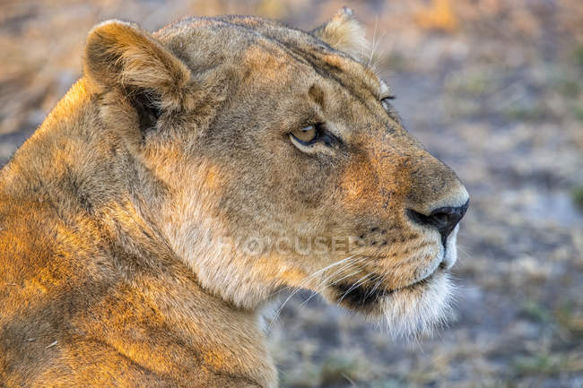 Majestätische Löwin oder Panthera leo in freier Wildbahn — Stockfoto