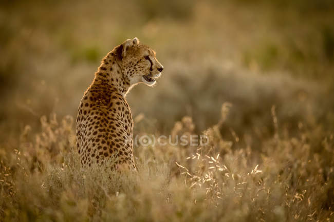 Крупним планом на величний Гепард у дикій природі — стокове фото
