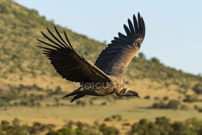 Avvoltoio africano dalla schiena bianca che sorvola la collina erbosa — Foto stock